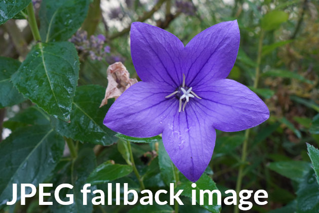 AVIF test image or JPEG fallback image