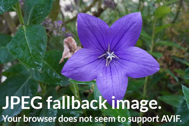 AVIF compatibility check: AVIF test picture or JPEG fallback